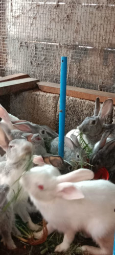 Rabbit for Sale