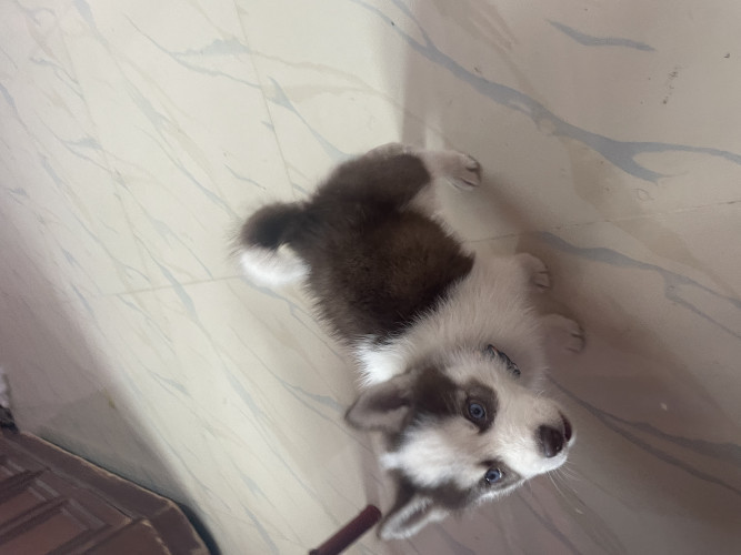 Siberian husky