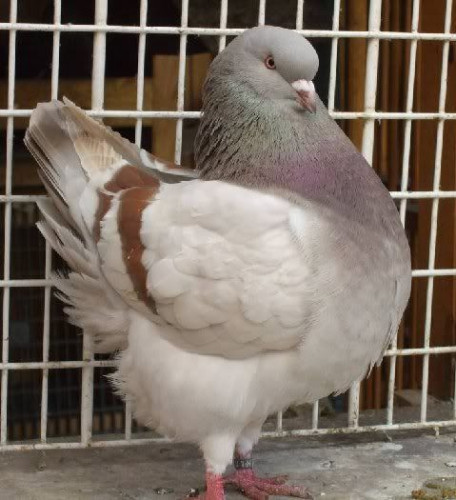 Pigeon for sale in Ariyalur, Tamil Nadu