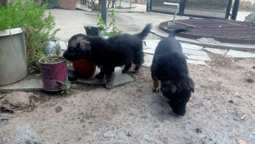Germen shepherd dog