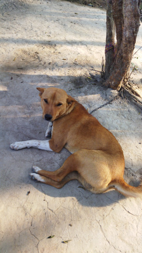 Local pet dog