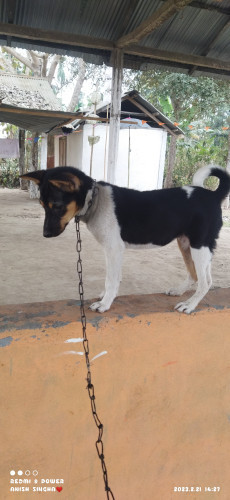 Local puppy