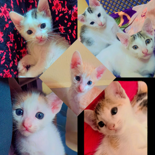 Cat for sale