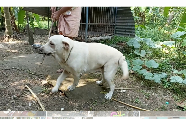 Labrador dog