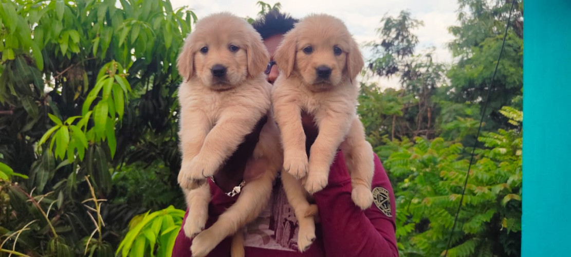 Golden retriever