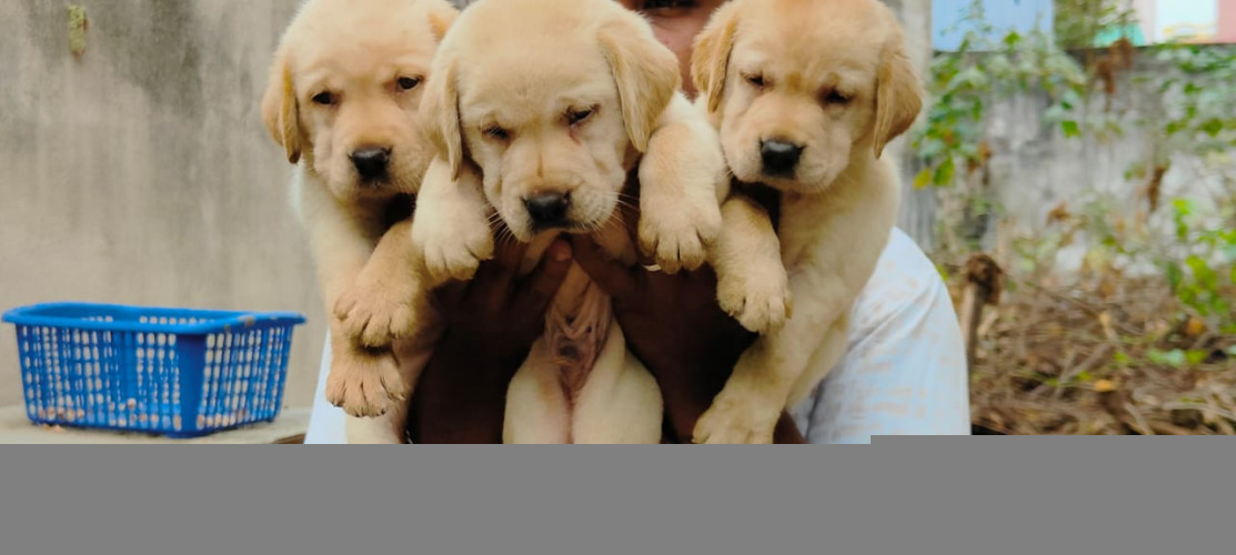Lab