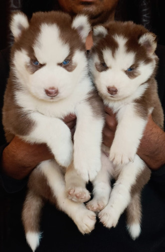 Husky