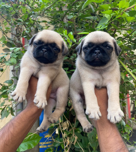 Pug