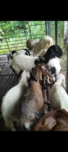 Goat for sale