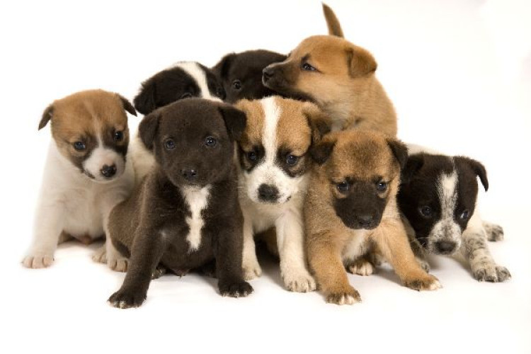 Dogs for sale in Karur, Tamil Nadu