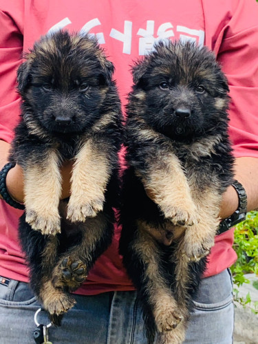 German shepherd
