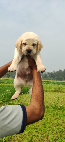 Lab