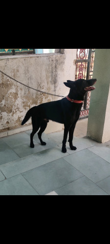 German shepherd