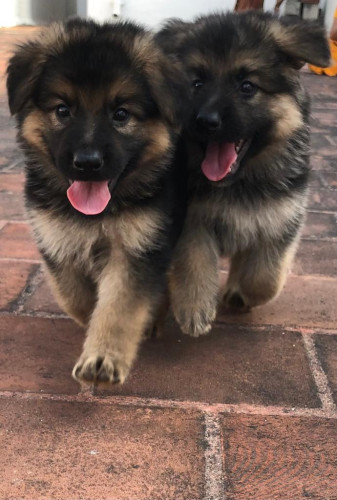 German shepherd