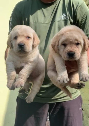 Lab