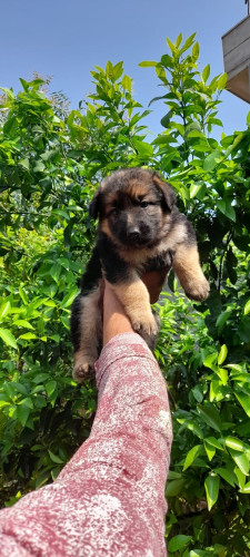German shepherd