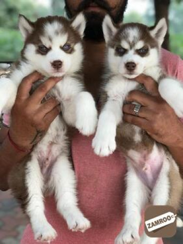 Husky