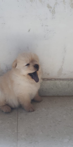 Chow chow for sale