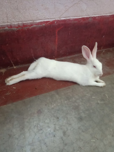 Rabbit