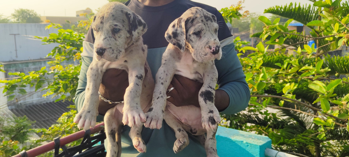 Great dane