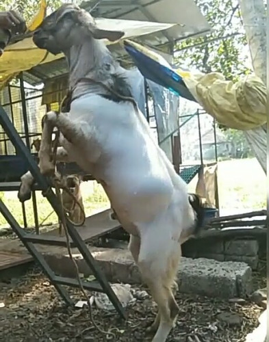 Goat for sale