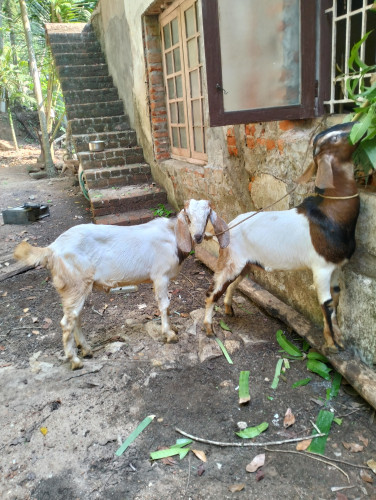 Malabari