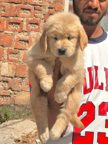 Golden retriever