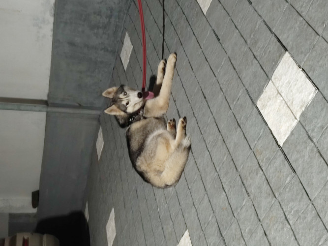 Husky