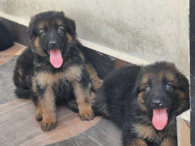 German shepherd
