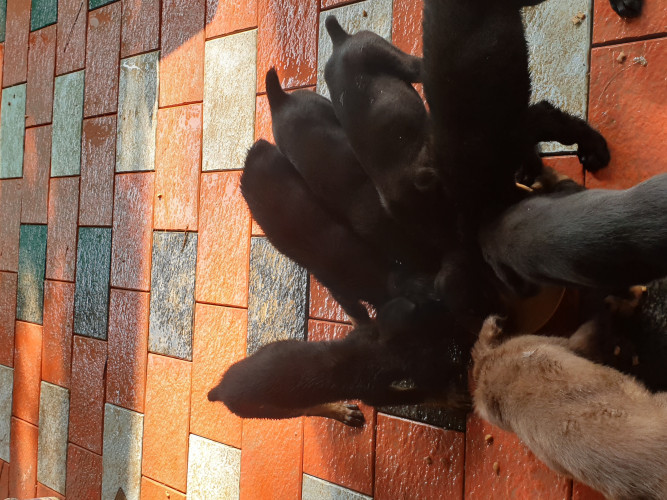 Doberman puppies