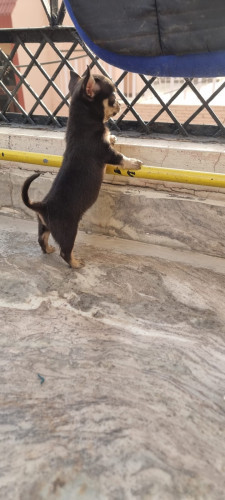 TrustDogSales Chihuahua Puppies Available Delhi