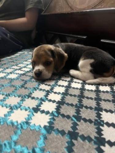 Beagle
