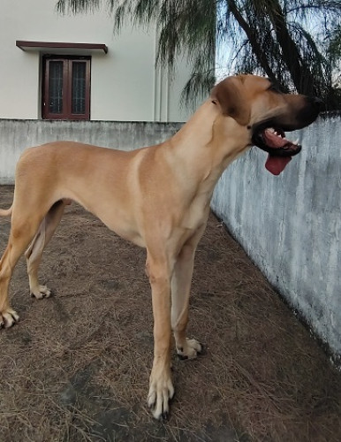 geat dane