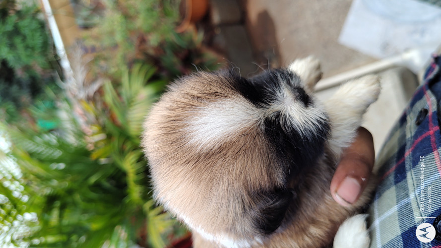 Shihtzu puppy sale