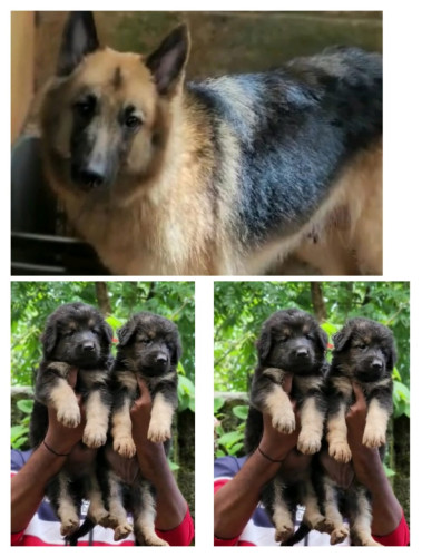 German shepherd