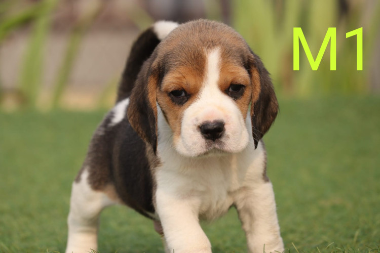 Beagle