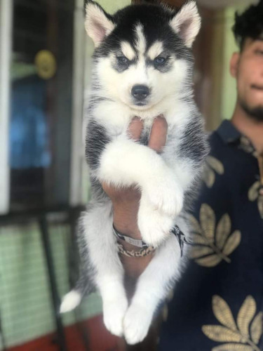 Siberian husky puppy for adoption