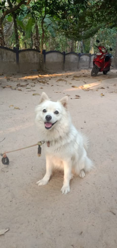 3YR POMERANIAN