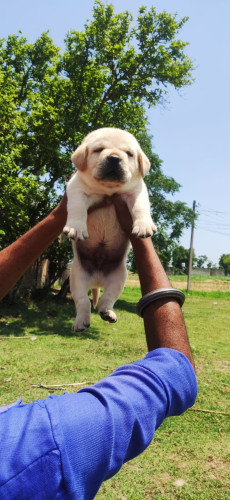 Lab