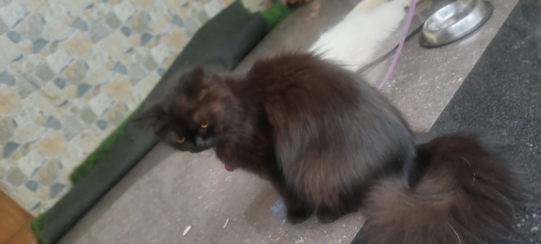 Persian cat
