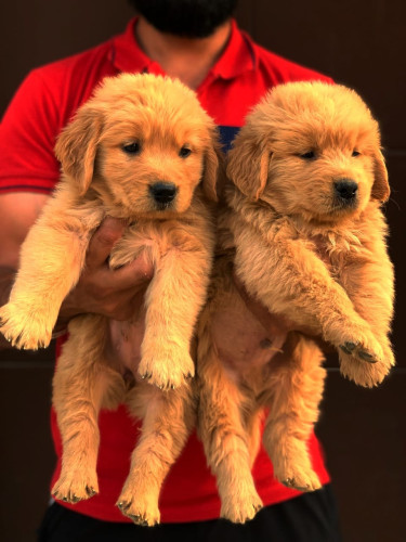 Golden retriever