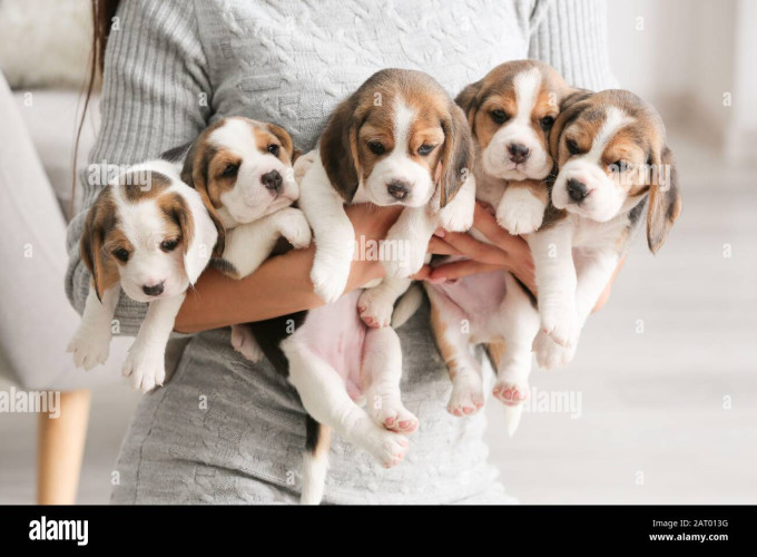 Beagle