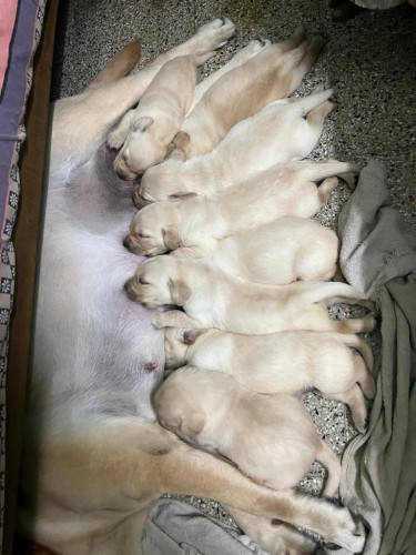 Lab
