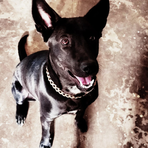 Dog for sale