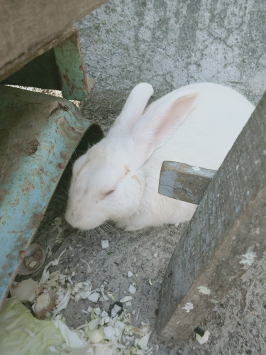 White Rabbit