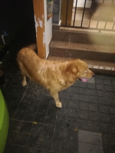Golden Retriever