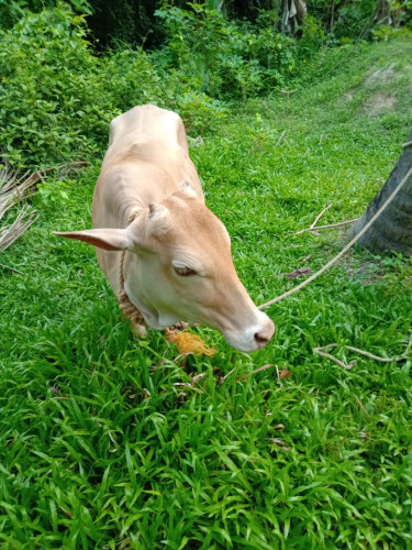 Vechur cow
