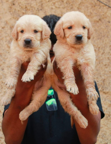 Golden retriever