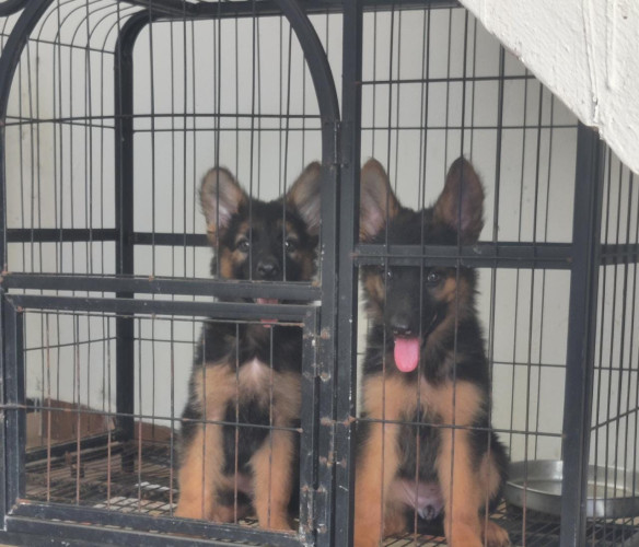 German shepherd