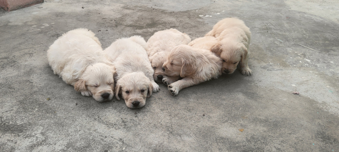 Golden retriever